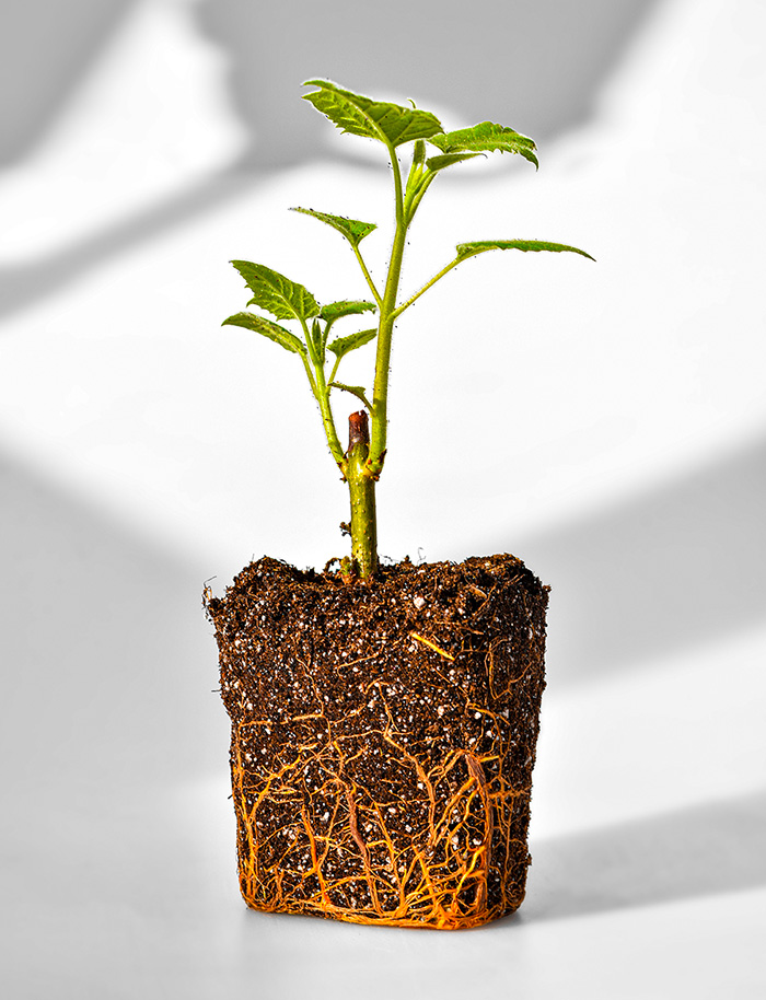 ICRO verso la sostenibilità: 700 alberi per il nostro pianeta! 